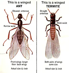 Ant vs Termite