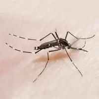 How to Get Rid of Mosquitoes