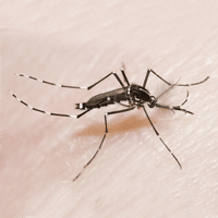 asian tiger mosquito