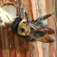 Carpenter Bees vs. Bumblebees