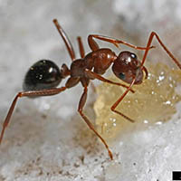 field ant formica