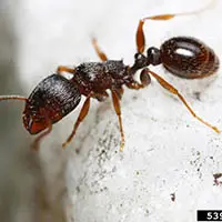 pavement ant