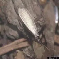 subterranean termite swarmer