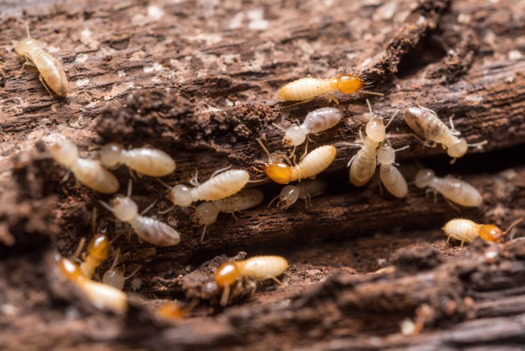 Signs of Termites: 9 Clues That You Have Termites in Your Home