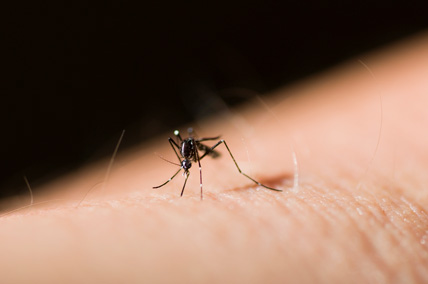 mosquito pest control columbia sc