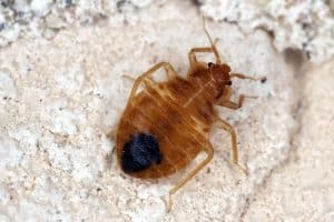 signs of bed bugs