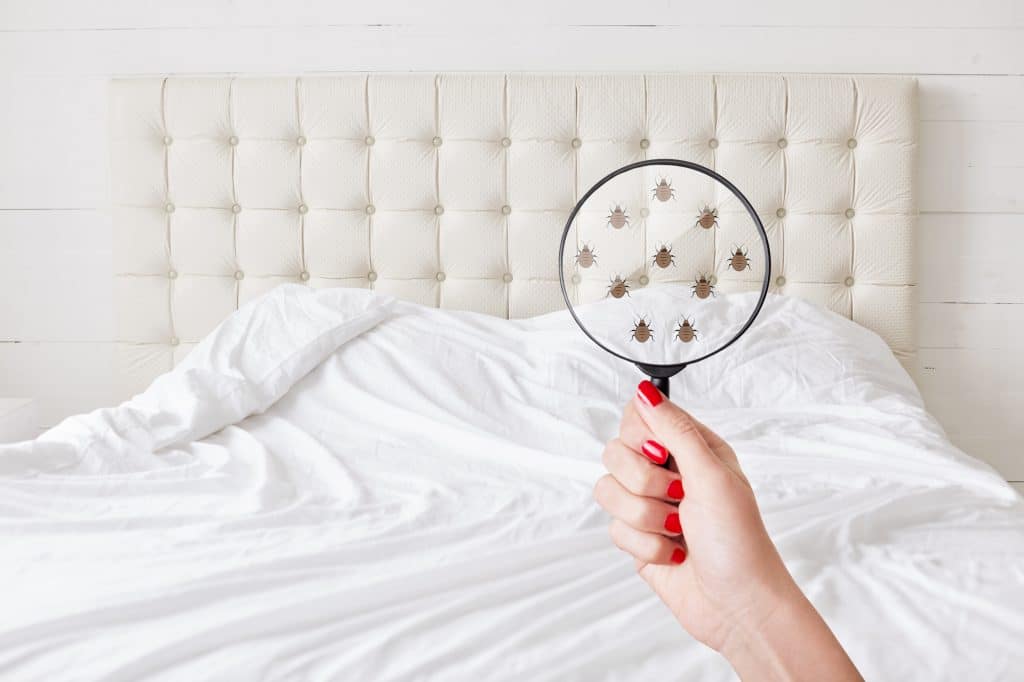 Where to find bed bugs in your home — check out these 9 places first