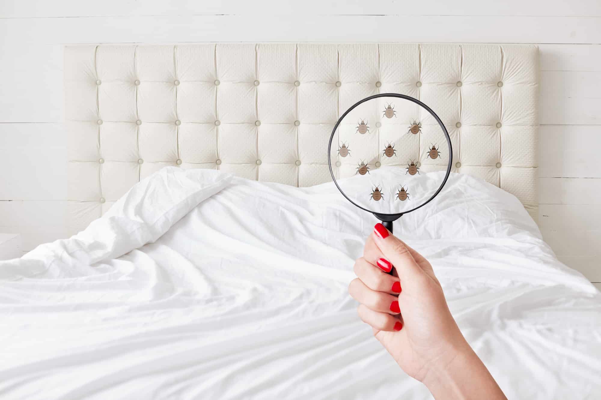 Signs you have a bed bug infestation and tips to get rid of them