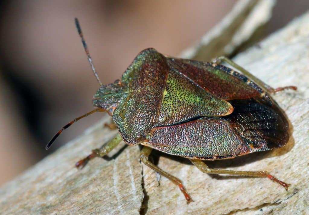 stinkbug infestation