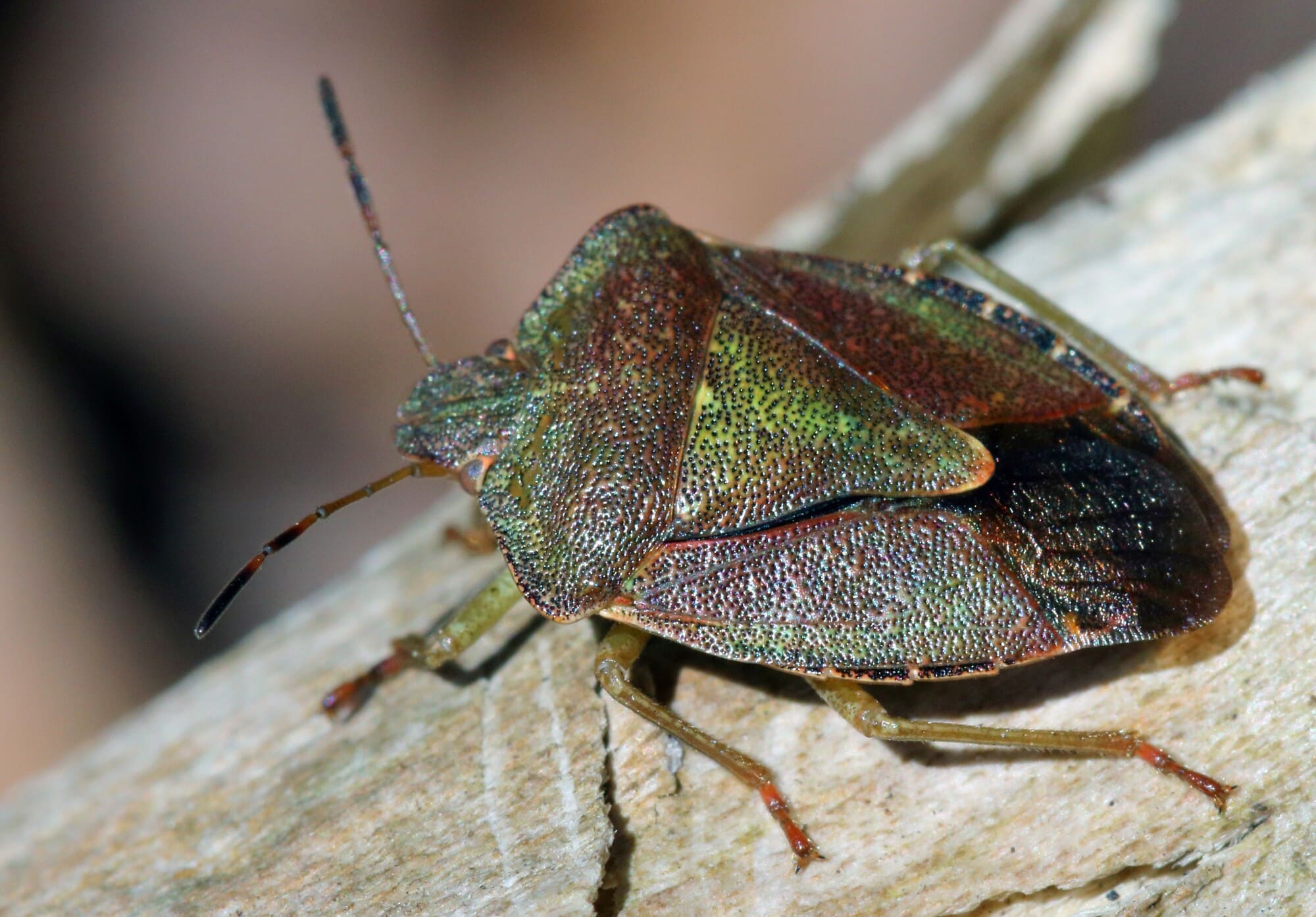 Stink bugs: Why are they in my house? How to keep them out