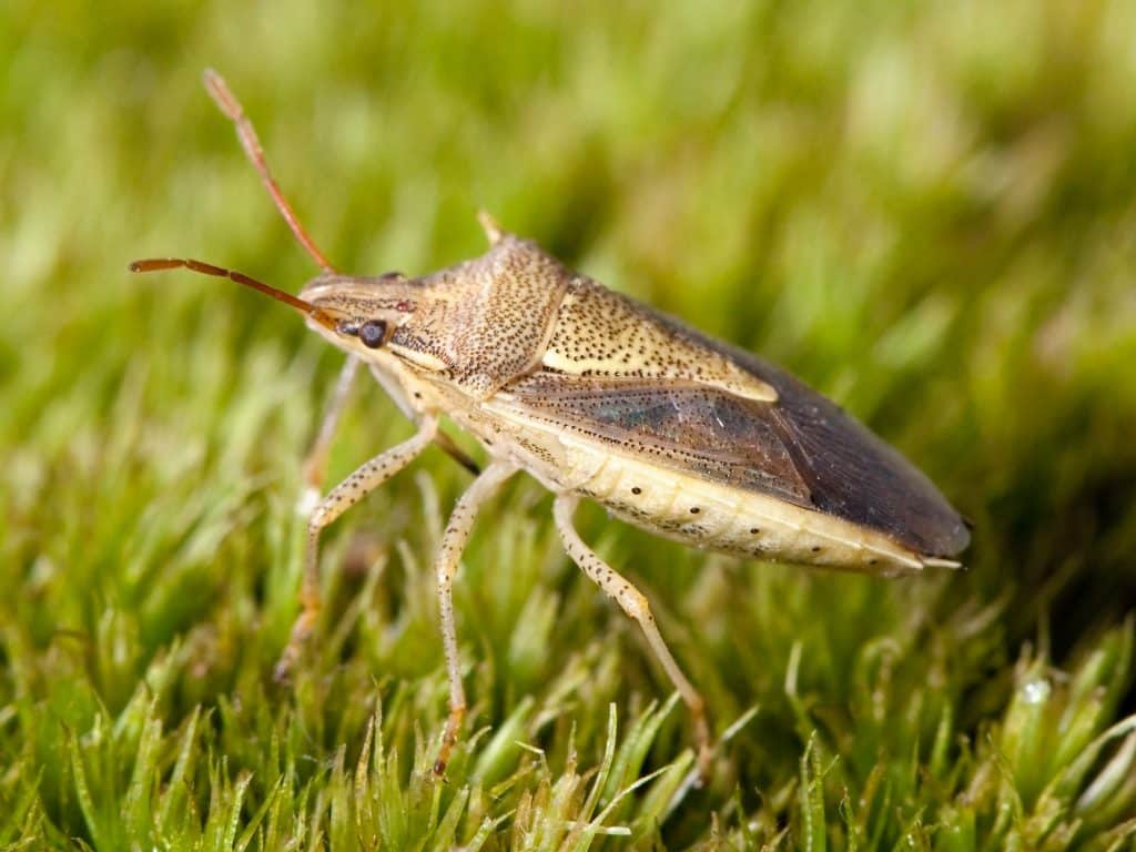 stinkbug