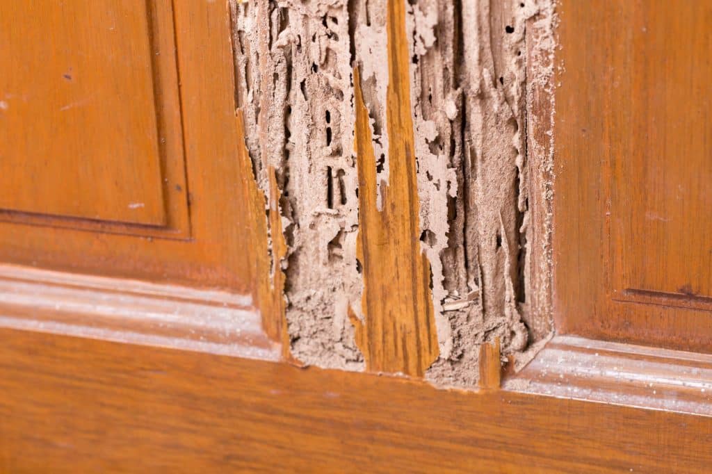 How to Prevent Termites From Invading Your Home