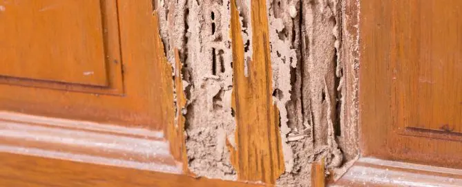 termite inspection columbia sc