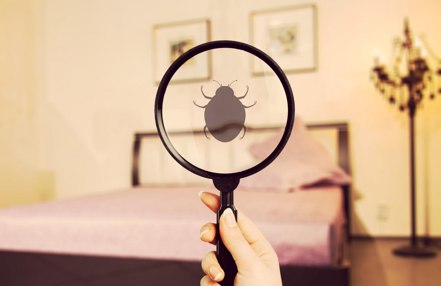 the-common-types-of-bed-bugs-found-in-homes-cayce-exterminating-company