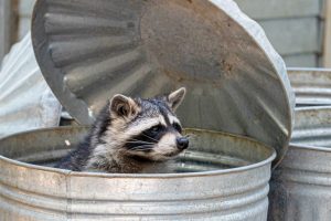 racoon removal