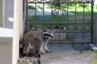 wildlife removal services